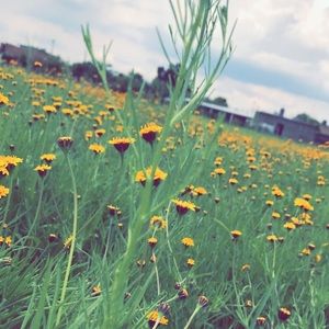 Meet your Posher, Genesis